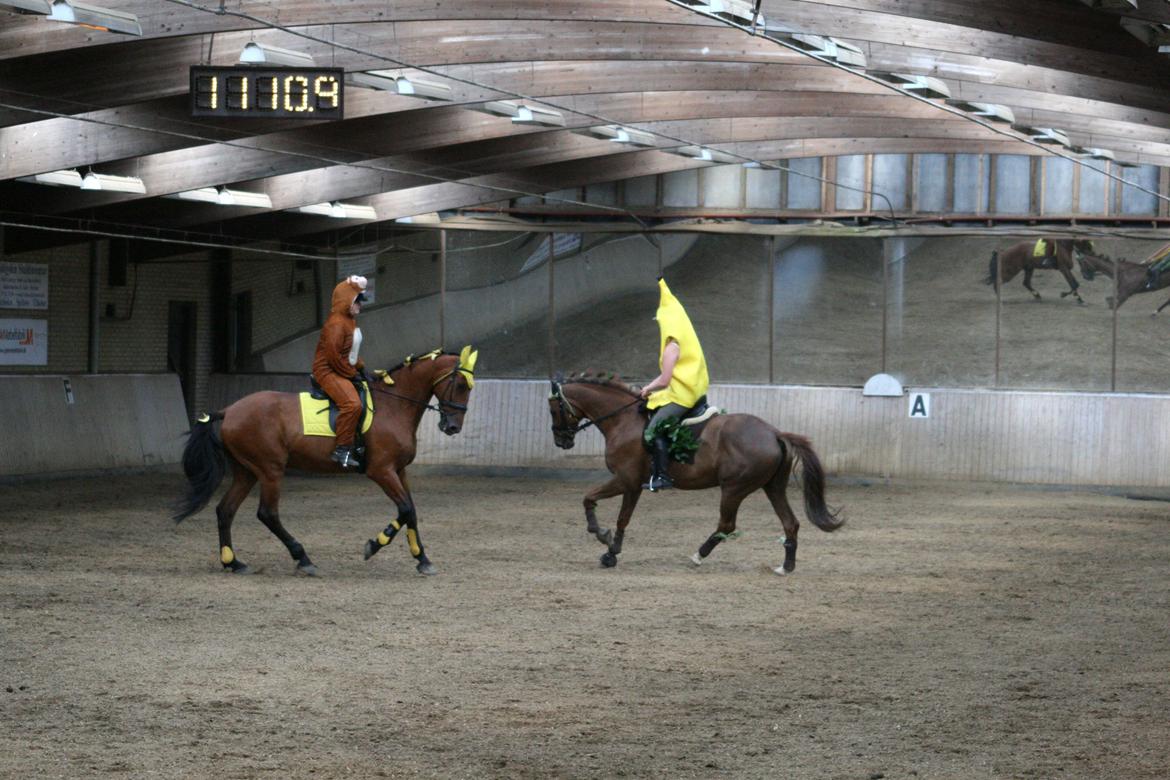 Dansk Varmblod Bøgegårdens Lands-River (Lancelot) - Kvadrille. Foto: TM billede 12