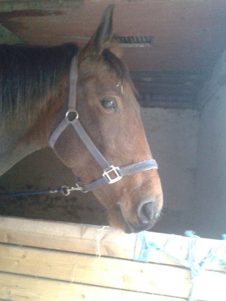 Anden særlig race Kaluha<3  |MinBedsteVen billede 2