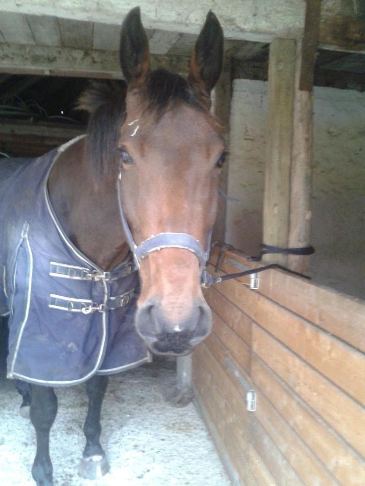 Anden særlig race Kaluha<3  |MinBedsteVen billede 3