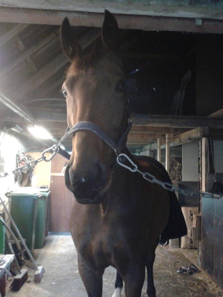 Anden særlig race Kaluha<3  |MinBedsteVen billede 4