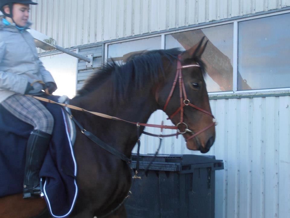 Anden særlig race Kaluha<3  |MinBedsteVen billede 5