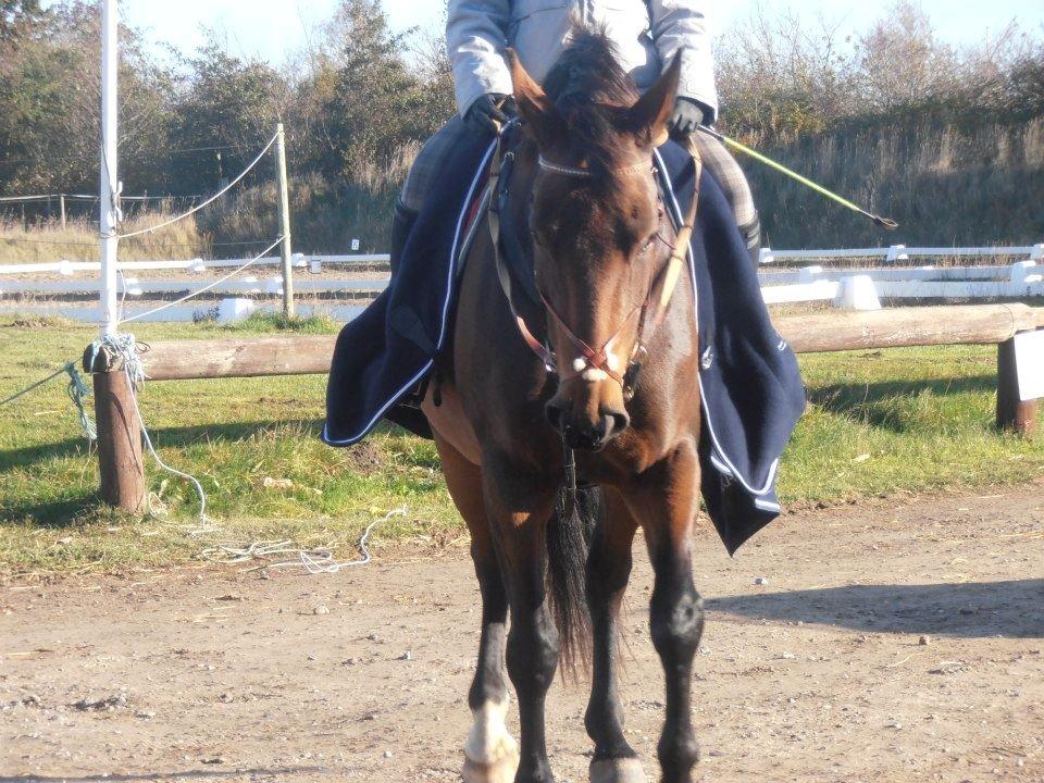 Anden særlig race Kaluha<3  |MinBedsteVen billede 7