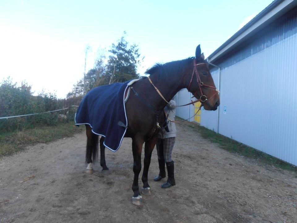 Anden særlig race Kaluha<3  |MinBedsteVen billede 8