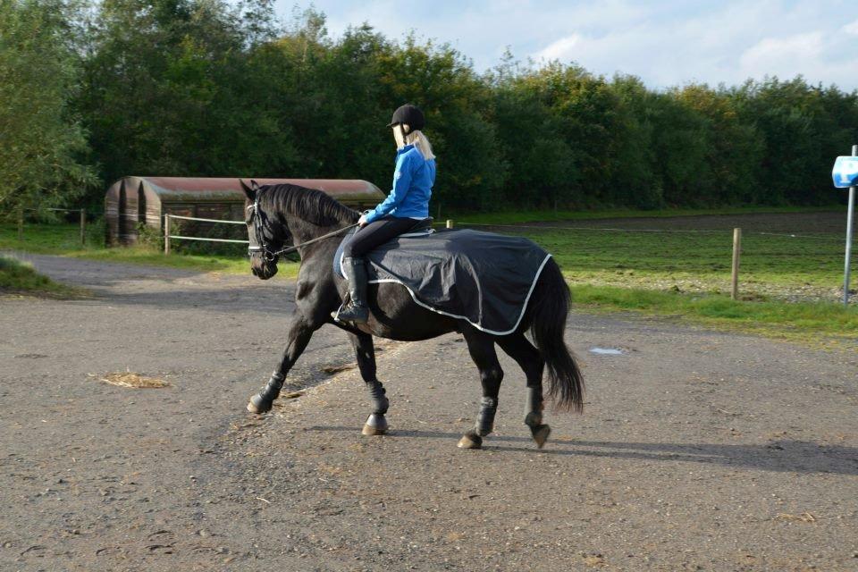 Oldenborg Titus (Hvil i fred min prins <3) - Spanske skridt på gårdspladsen.. <3 billede 9