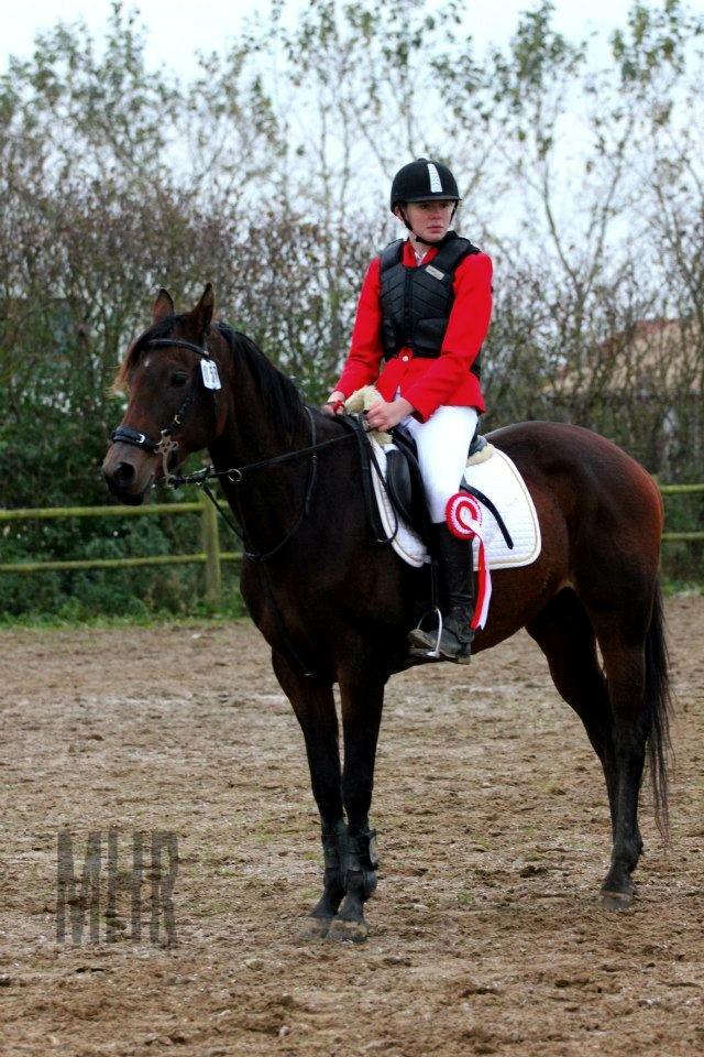 Anglo Araber (AA) Primula Vrå - Klubmester SOR 2012 ♥ billede 10