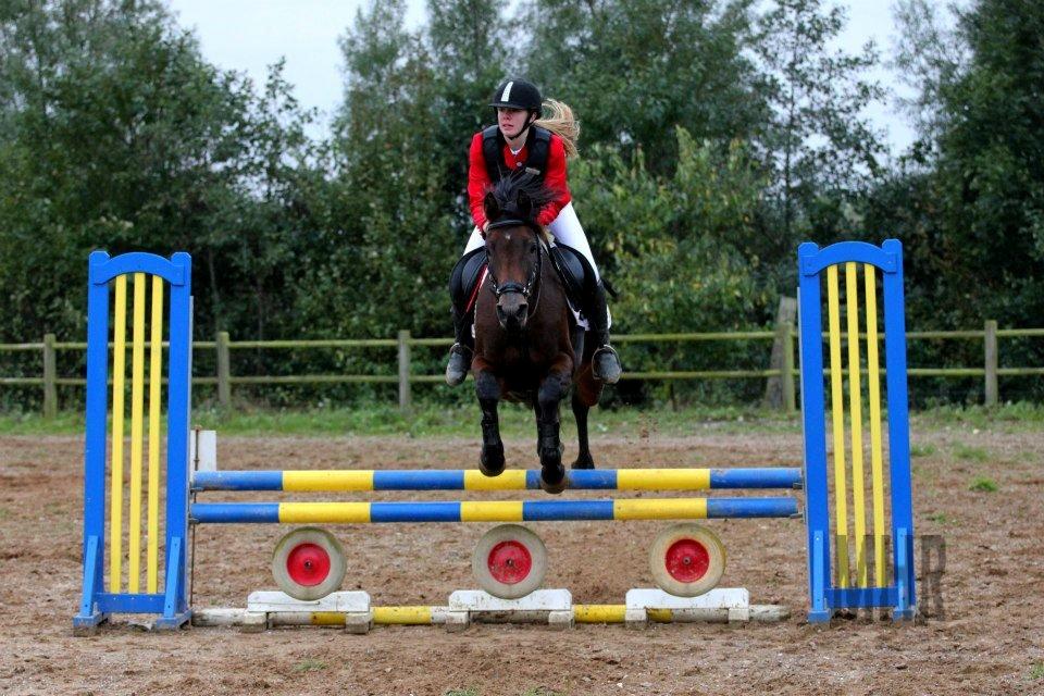 Anglo Araber (AA) Primula Vrå billede 11