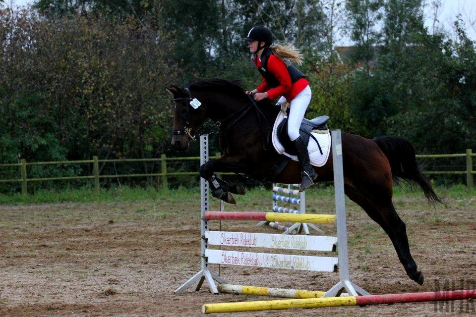 Anglo Araber (AA) Primula Vrå billede 12