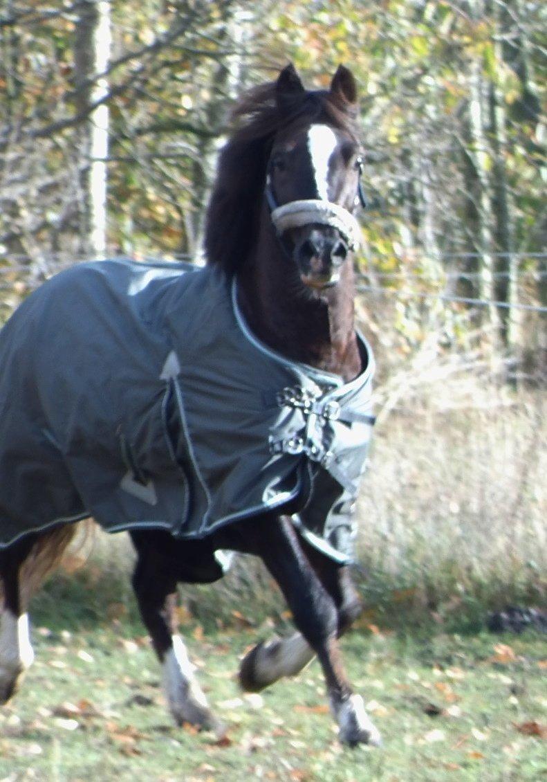 Welsh Pony af Cob-type (sec C) Felinmor Grand Slam billede 9