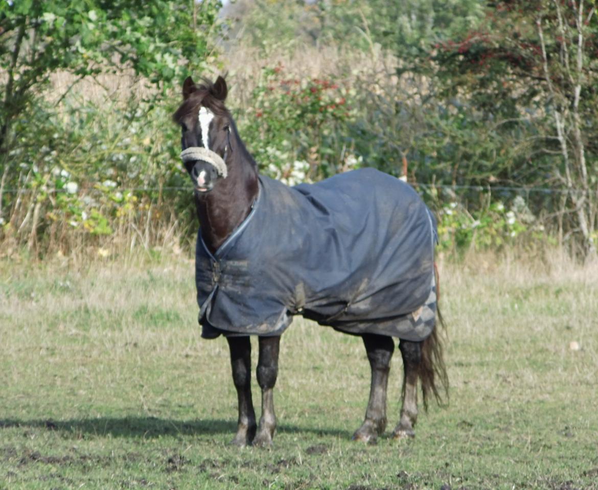 Welsh Pony af Cob-type (sec C) Felinmor Grand Slam billede 10