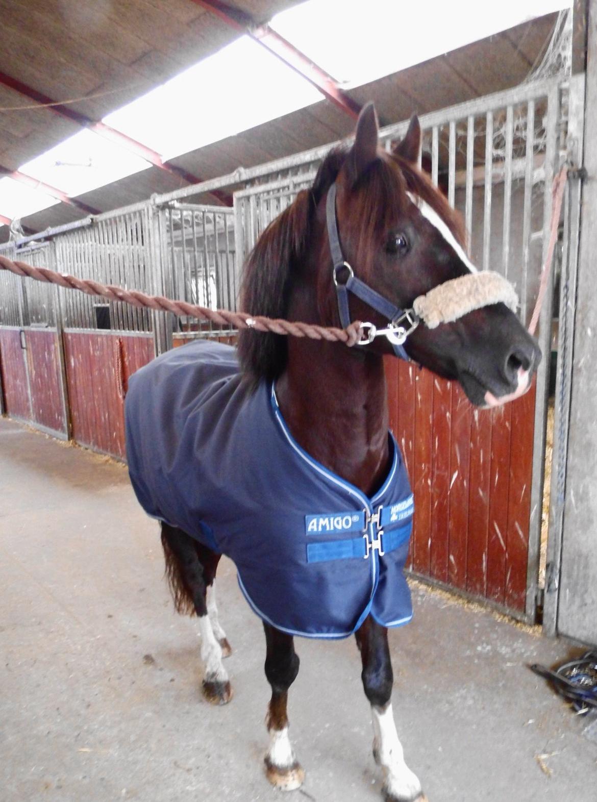 Welsh Pony af Cob-type (sec C) Felinmor Grand Slam billede 13