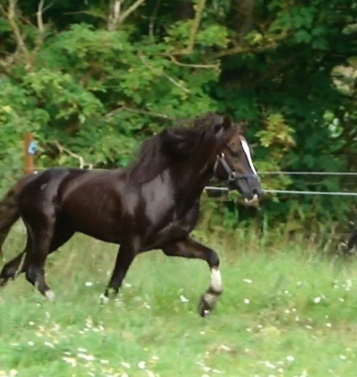 Welsh Pony af Cob-type (sec C) Felinmor Grand Slam billede 14