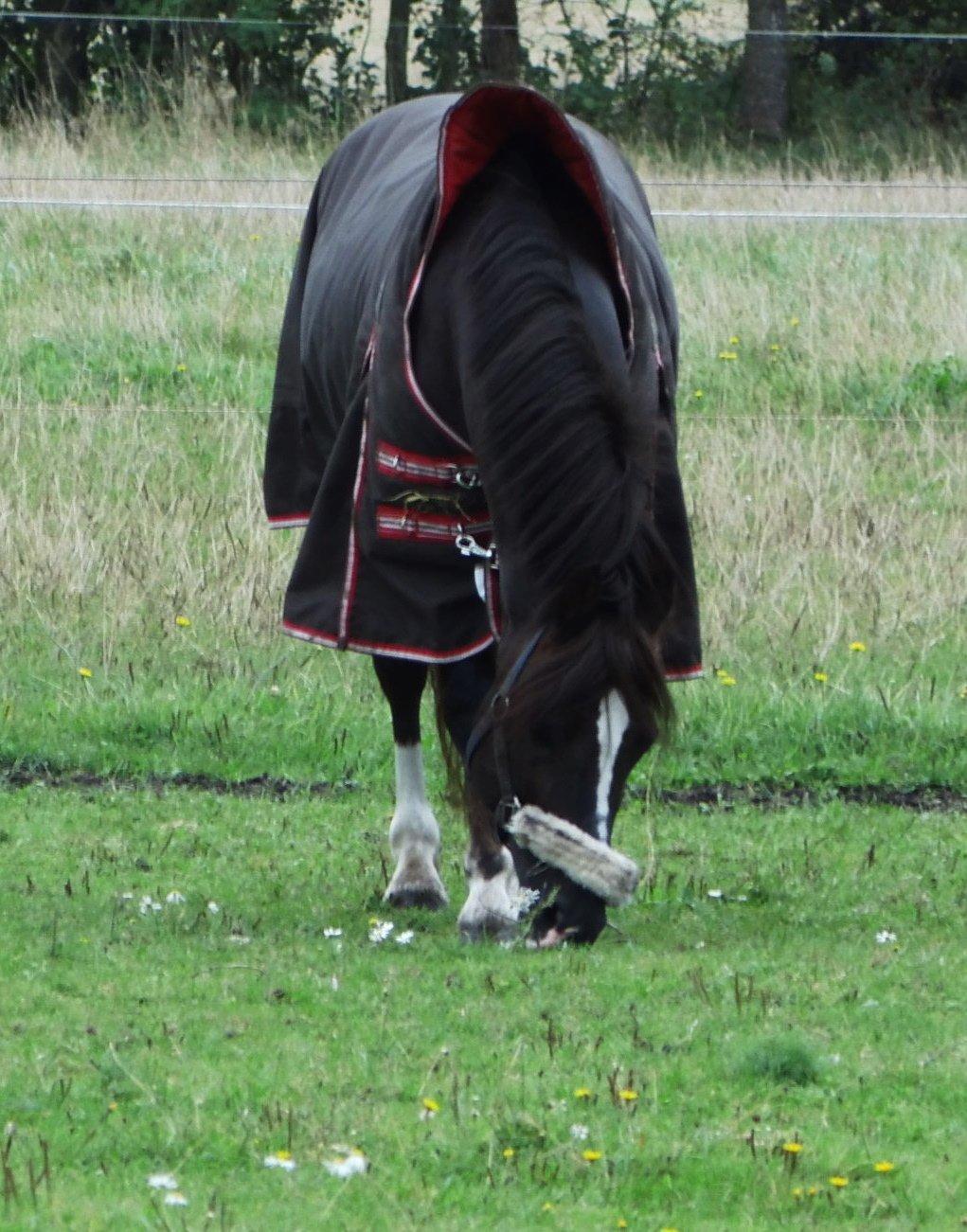 Welsh Pony af Cob-type (sec C) Felinmor Grand Slam billede 16