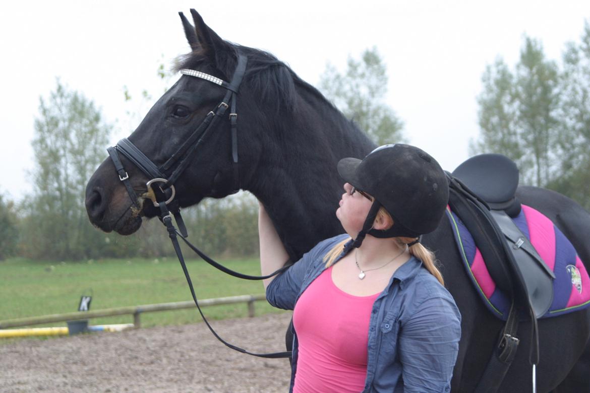 Dansk Varmblod Maygårdens Cordial - Cody <3 billede 12