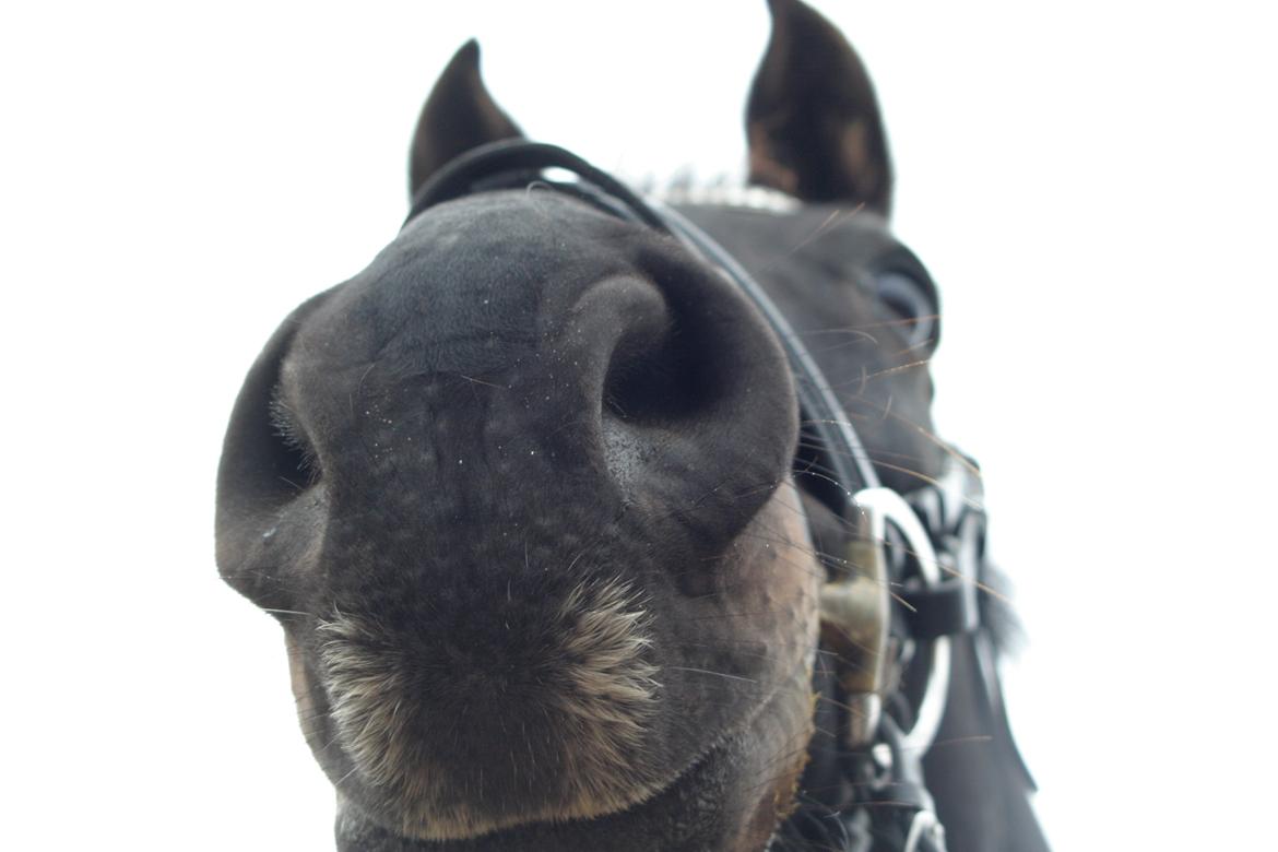 Dansk Varmblod Maygårdens Cordial - Cody <3 billede 13