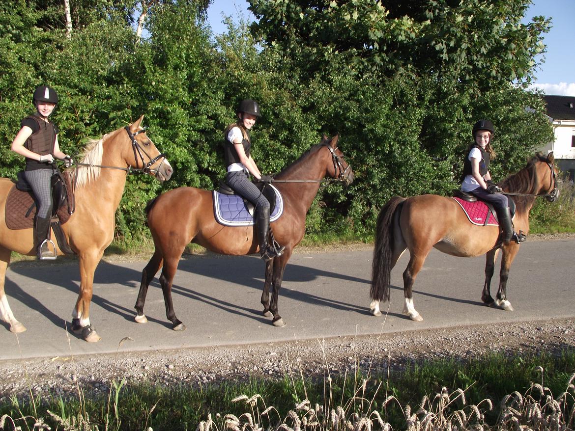 Tysk Sportspony Holsteins Jovenca<3 - triptraptræsko billede 12