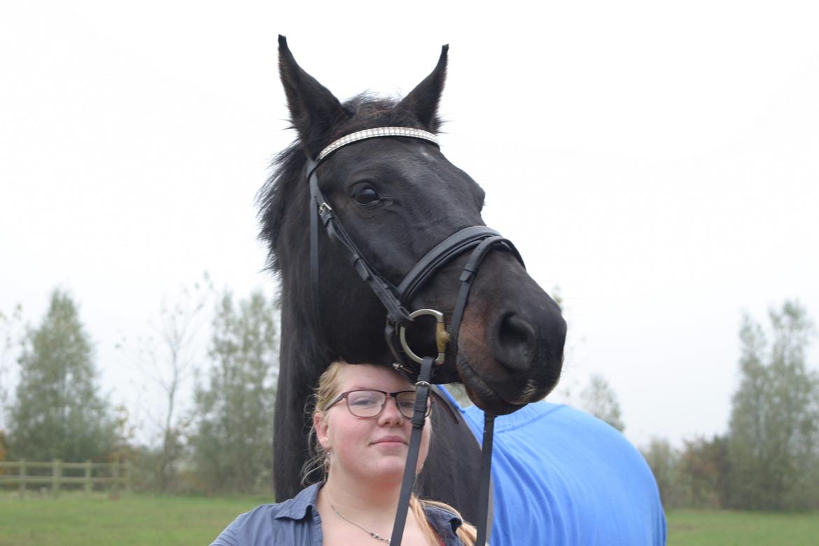 Dansk Varmblod Maygårdens Cordial - Cody <3 - Fordi jeg stoler på dig! <3 billede 15