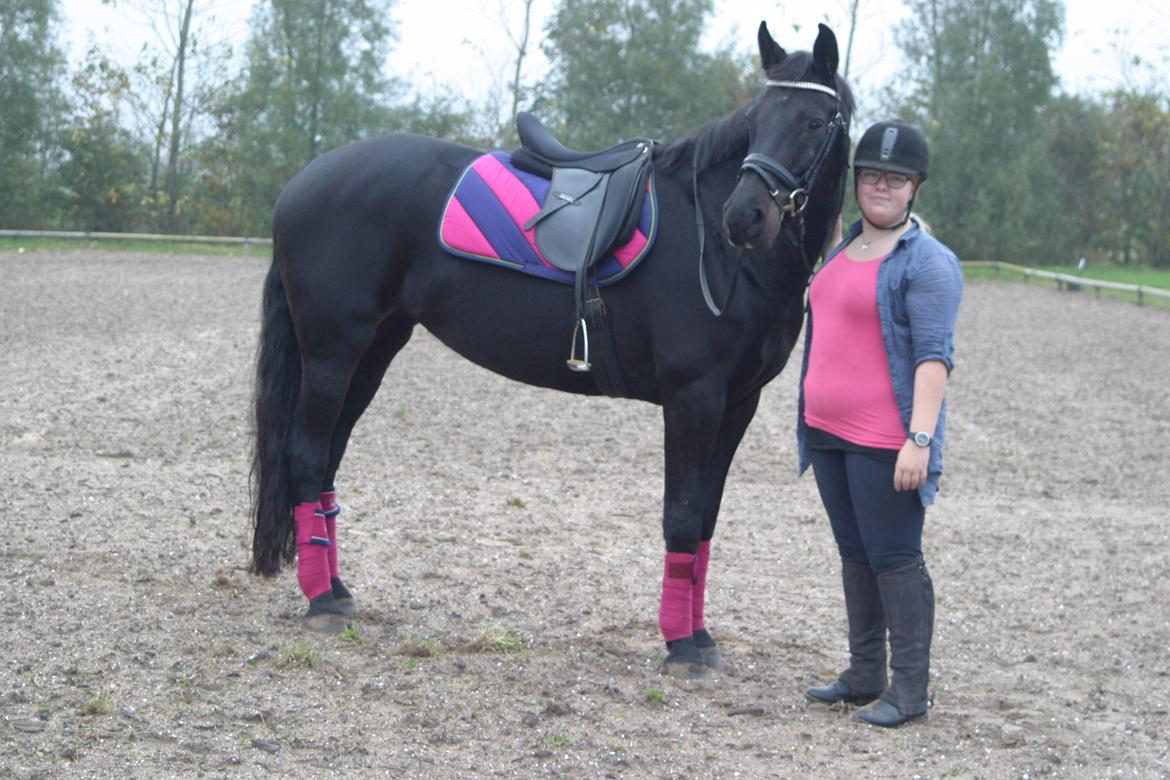 Dansk Varmblod Maygårdens Cordial - Cody <3 billede 16