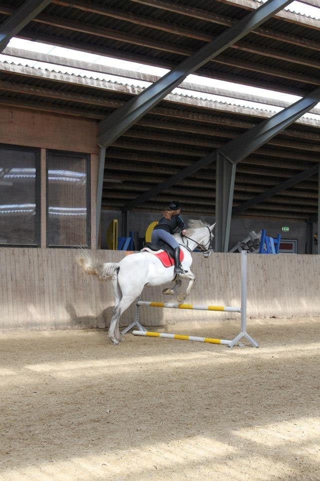 Ungarnsk Varmblod  Bo(favourite) billede 18