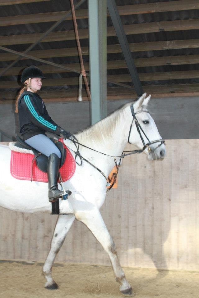 Ungarnsk Varmblod  Bo(favourite) billede 20