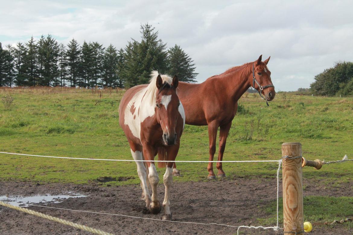 Paint Wild Fire billede 2