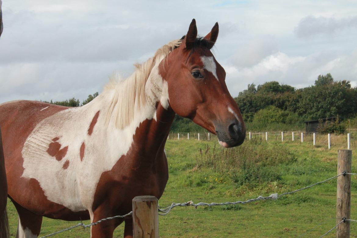 Paint Wild Fire billede 4