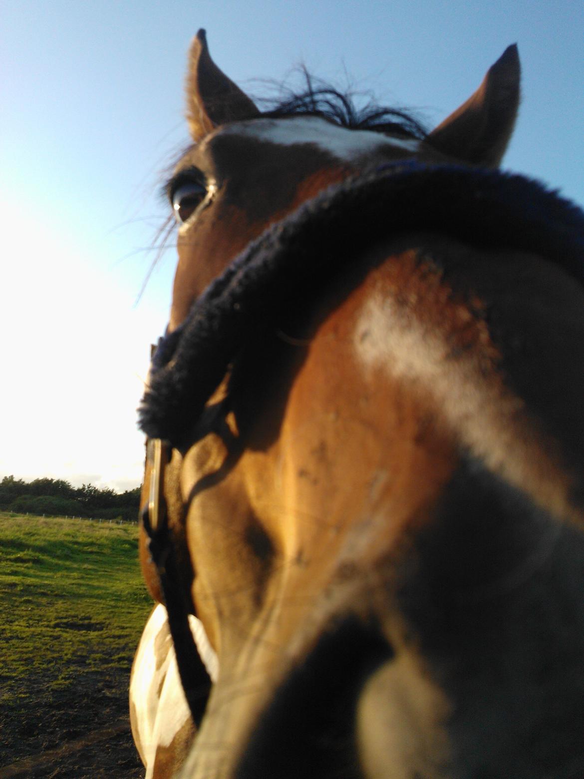 Paint Wild Fire billede 5