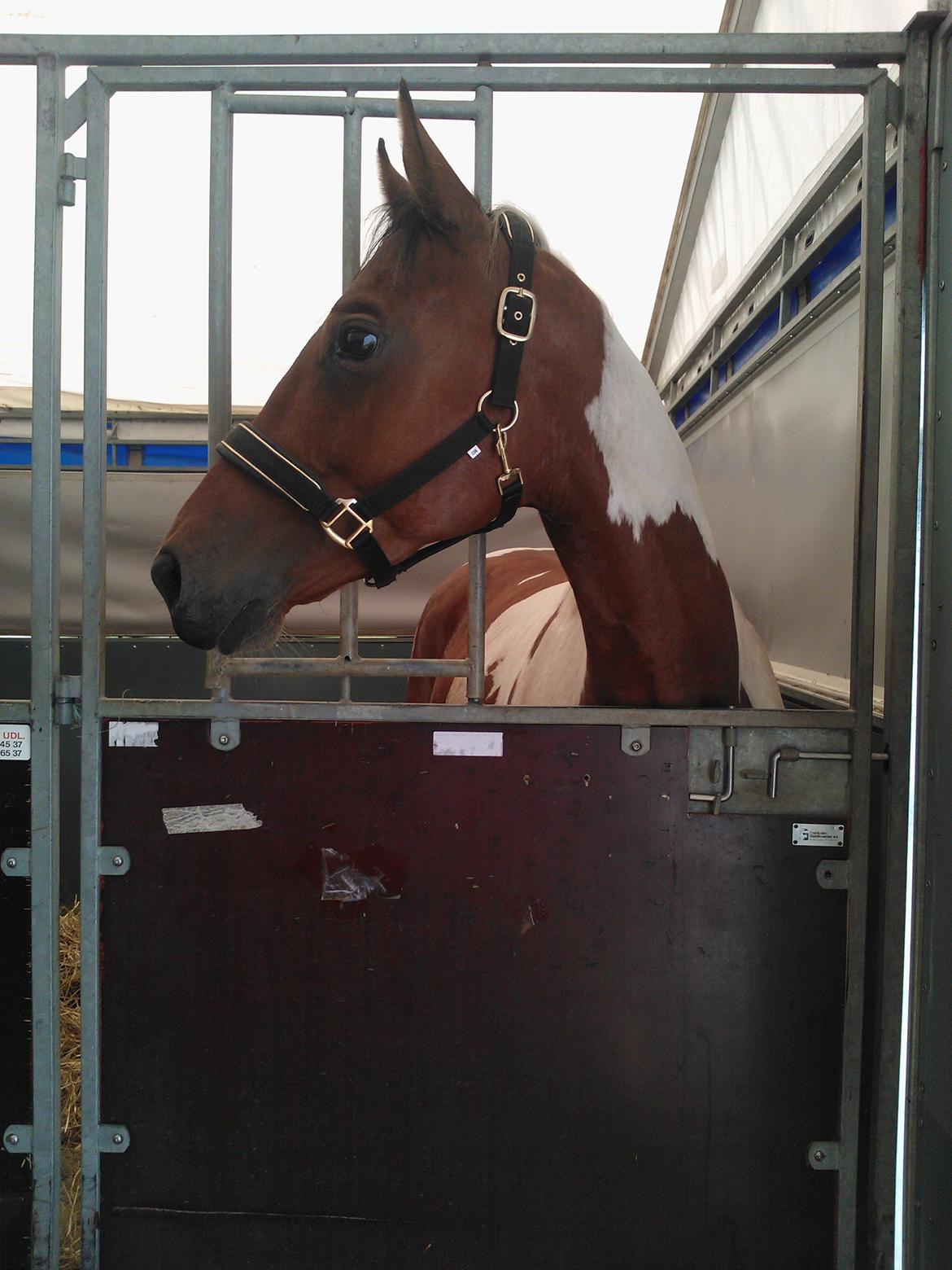 Paint Wild Fire - Første dag på ridelejren 2012 billede 9