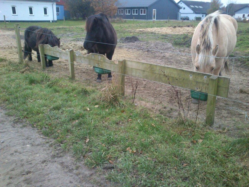 Fjordhest Bisnapgård´s Sjamør - så der mad :) billede 12