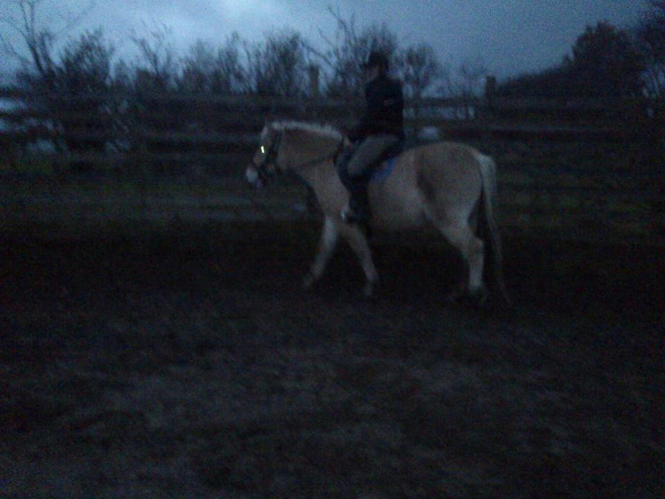 Fjordhest Bisnapgård´s Sjamør - ja han er da sød! billede 13