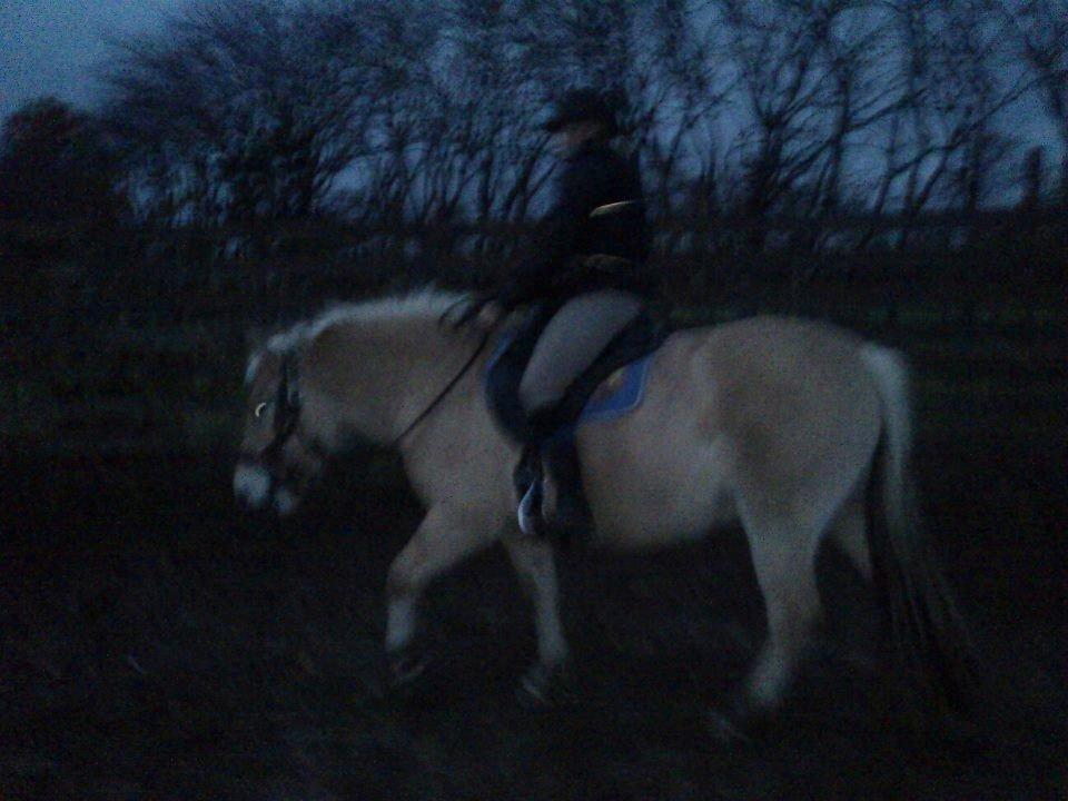 Fjordhest Bisnapgård´s Sjamør - så er det tid til tilridning billede 14