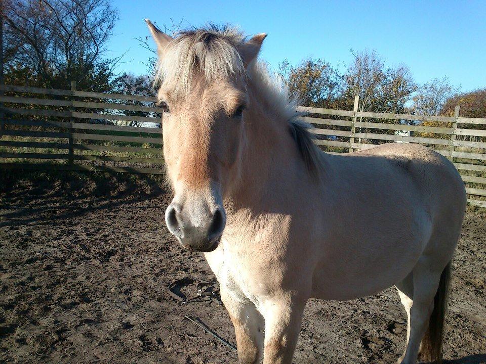 Fjordhest Bisnapgård´s Sjamør - flot er han! billede 15