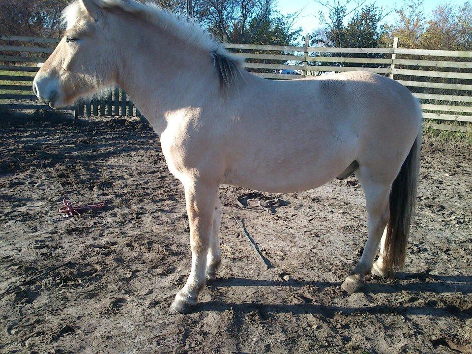 Fjordhest Bisnapgård´s Sjamør - lækker er han  billede 16