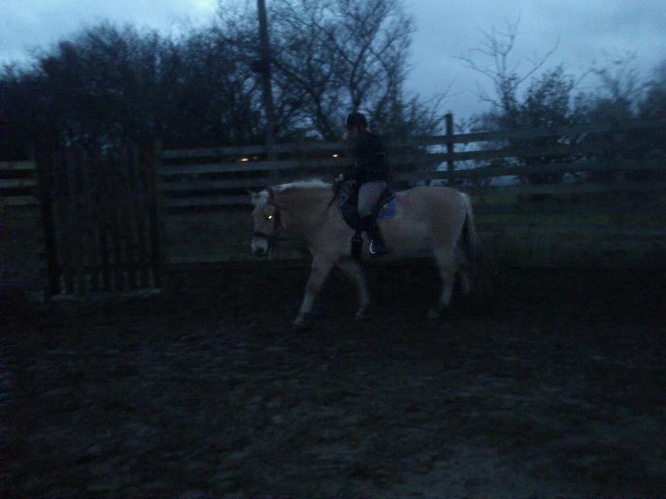 Fjordhest Bisnapgård´s Sjamør - rytter på for første gang! billede 17