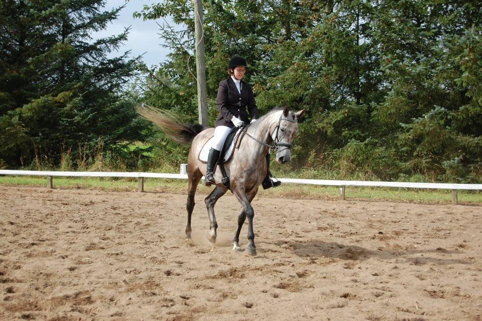 Sportsaraber (A) LOBERGS ARABIAN DACAPO - d. 25.08.2012 
Første udestævne :D billede 8