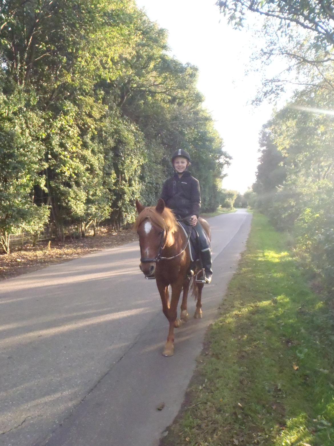 Welsh Pony af Cob-type (sec C) Tjekita - En dag efter vi havde redet skridtede vi af ude på vejen:) billede 9