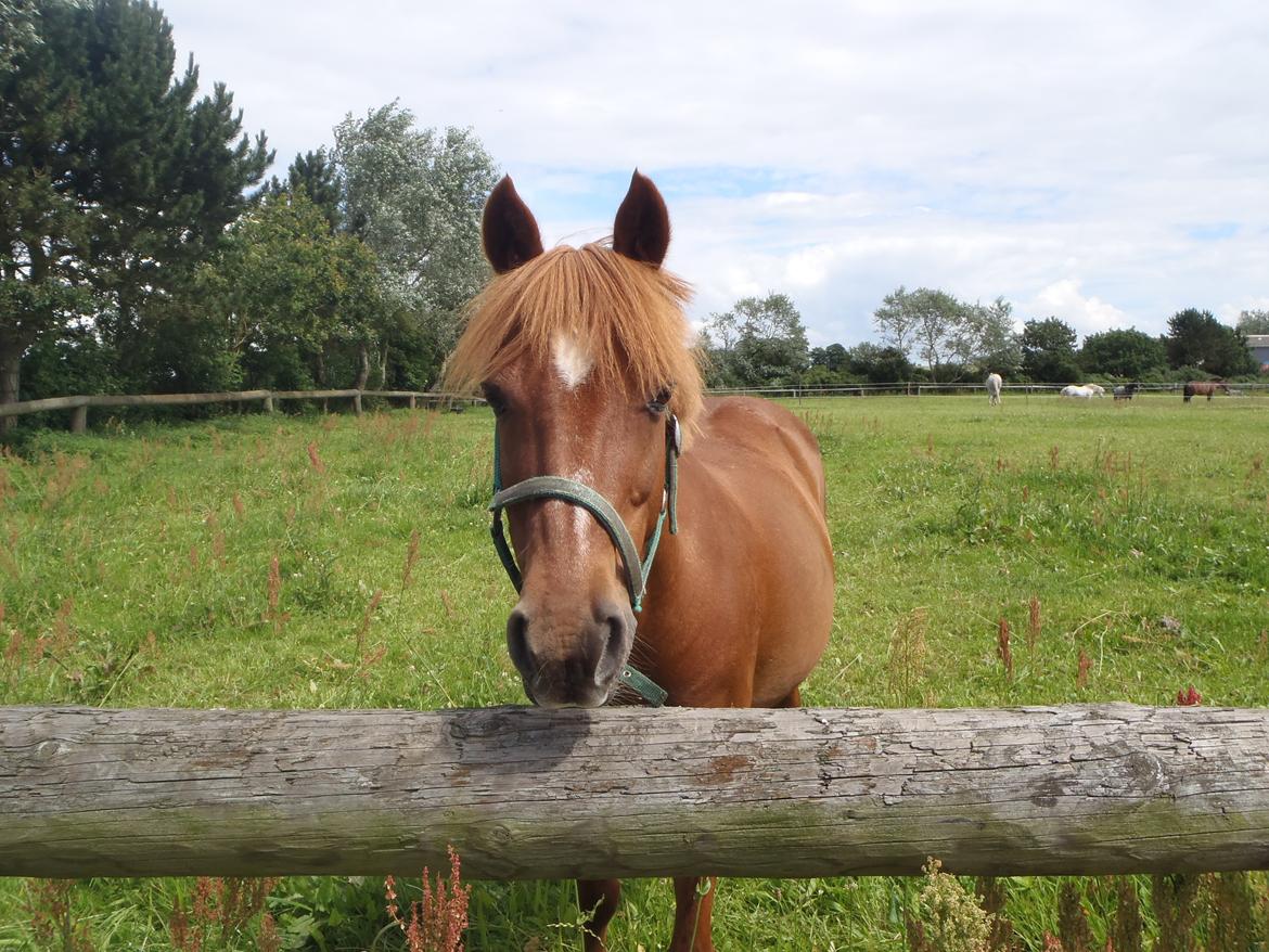 Welsh Pony af Cob-type (sec C) Tjekita - Tjekita på hans sommer fold;) billede 15