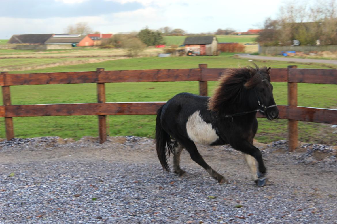 Islænder Fina fra Nysted billede 13