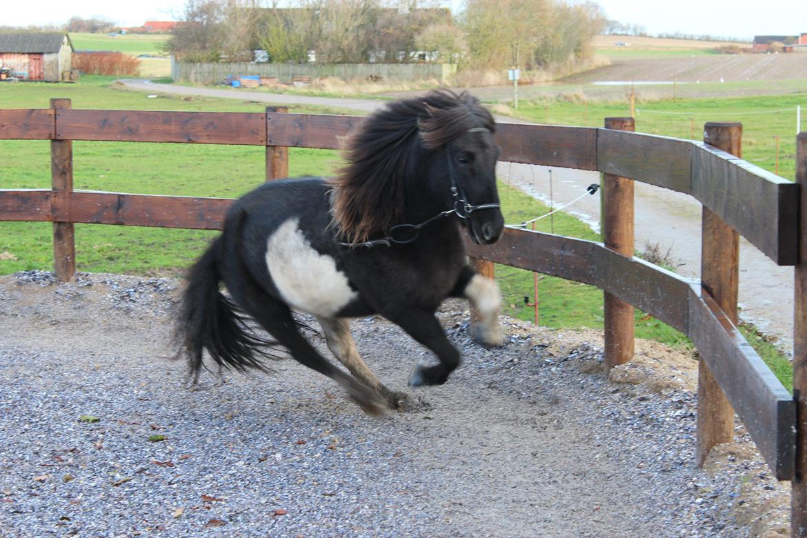 Islænder Fina fra Nysted billede 14