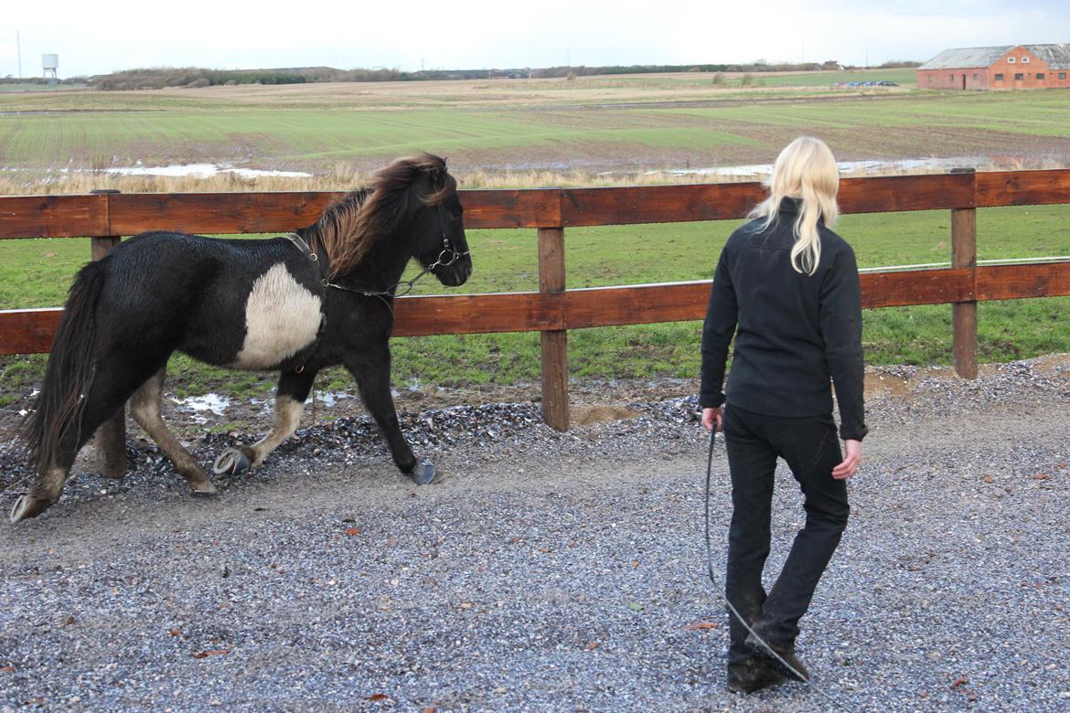 Islænder Fina fra Nysted billede 15