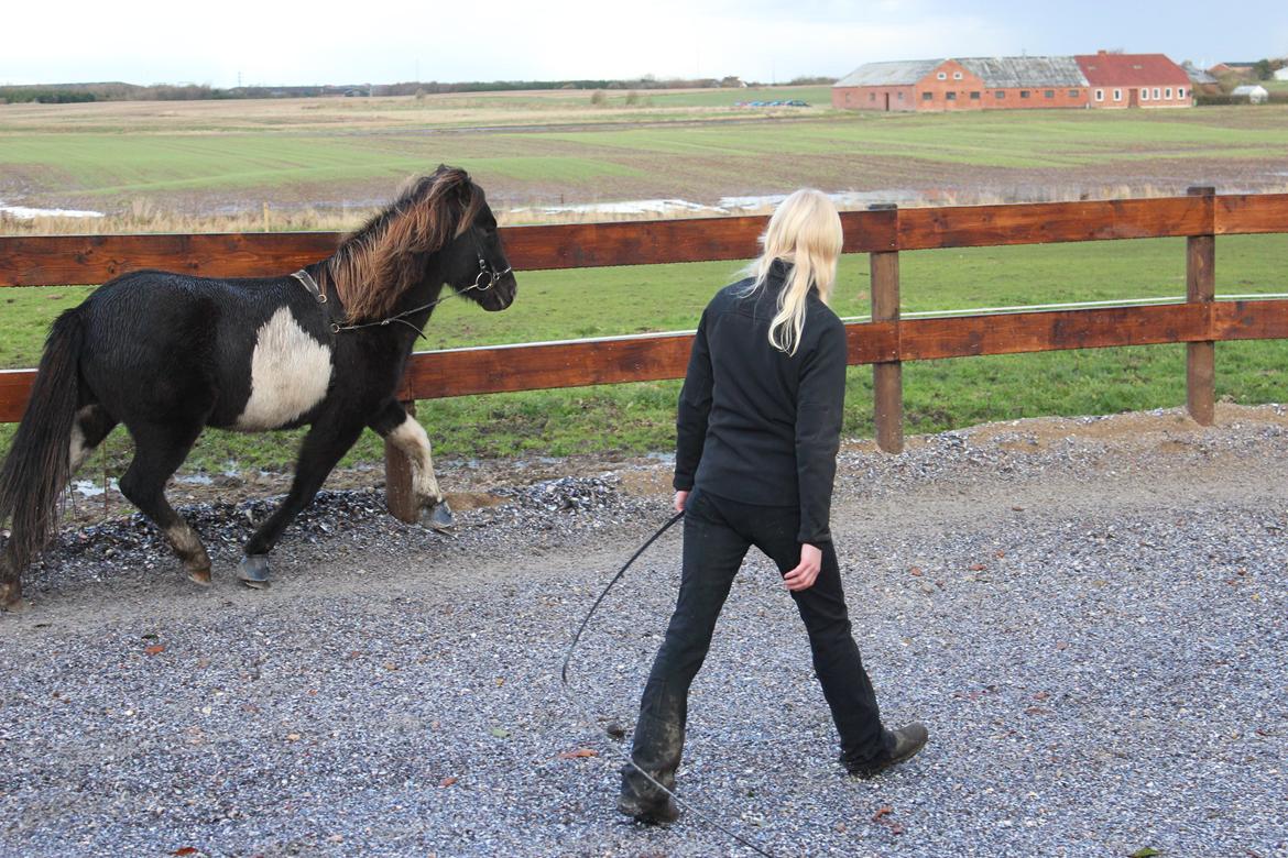 Islænder Fina fra Nysted billede 16