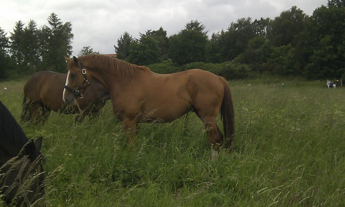 Dansk Varmblod Hedens Rollo - Rollo på sommergræs 2012. Dejligt med en masse frisk og saftigt græs. billede 1
