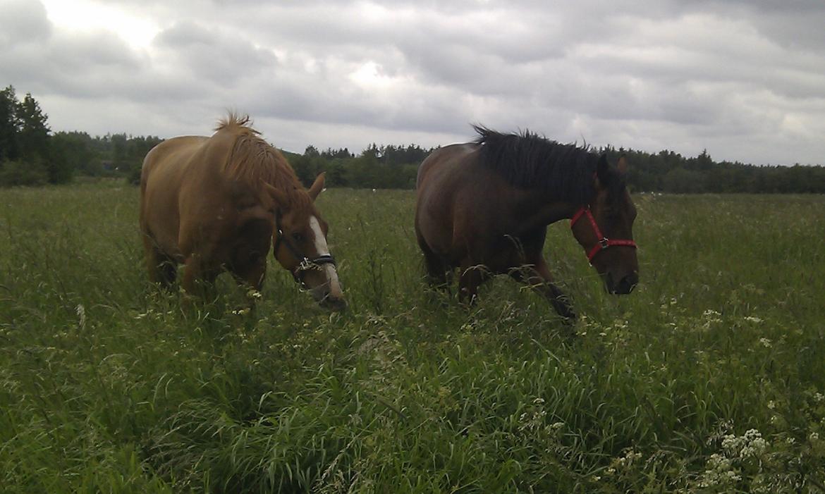 Dansk Varmblod Hedens Rollo - Rollo og hans tro veninde(Hedens Jasmin) gennem 5 år. billede 2