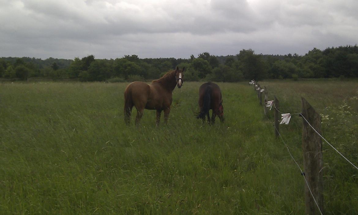 Dansk Varmblod Hedens Rollo billede 3