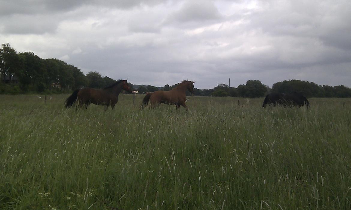 Dansk Varmblod Hedens Rollo - En ny hest(Selta Højbo) bliver budt velkommen i flokken. billede 4
