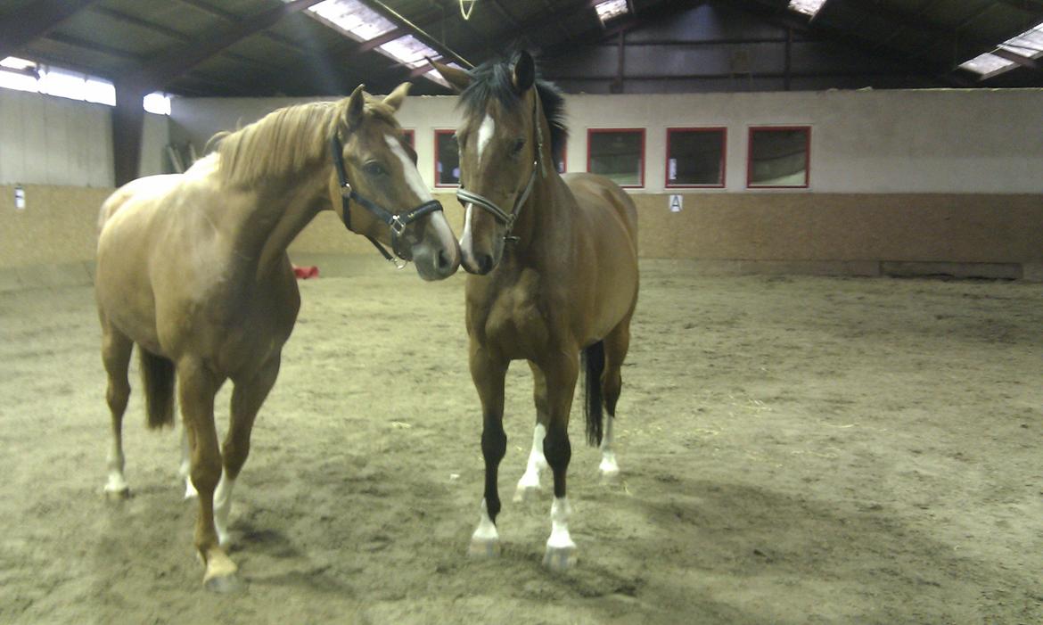 Dansk Varmblod Hedens Rollo - Rollo og hans halvbror Hedens Juventus. billede 5