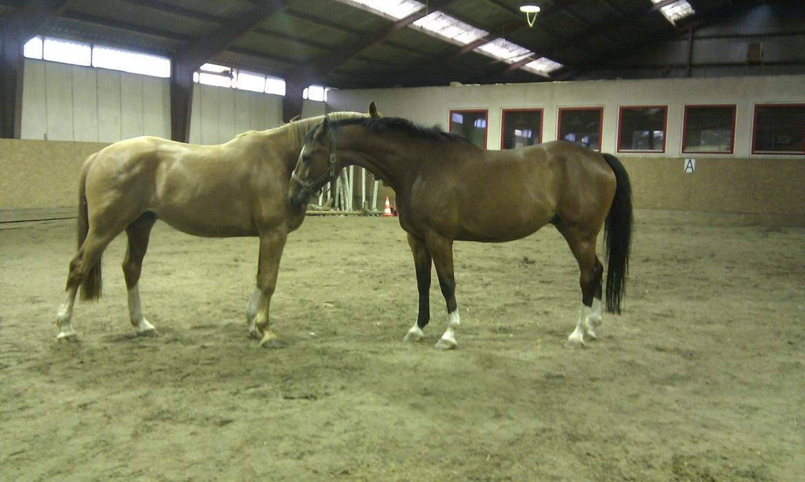 Dansk Varmblod Hedens Rollo - Rollo og Juventus hilser på hinanden for første gang i flere år. billede 6