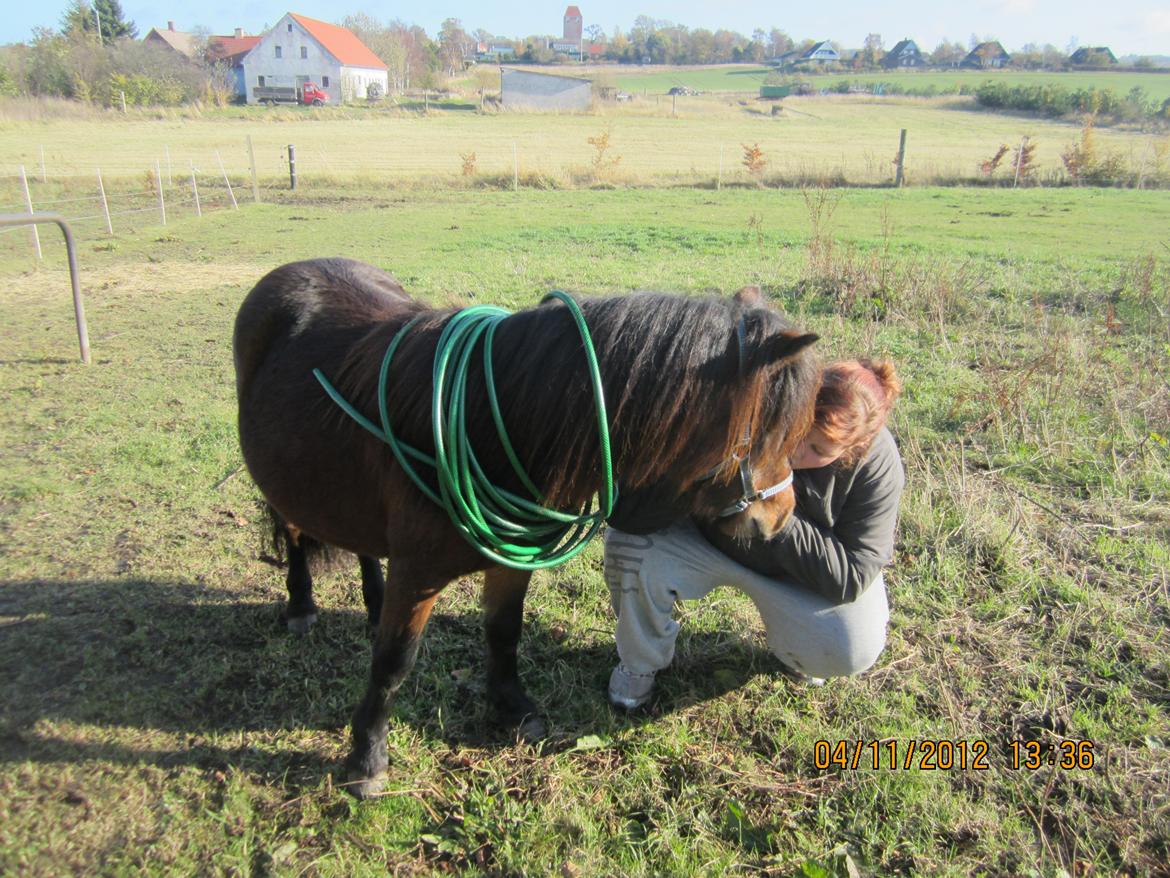 Anden særlig race Jolly Jumper billede 14