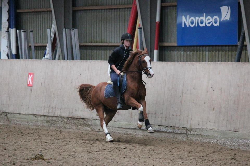 Anden særlig race Nikki billede 8