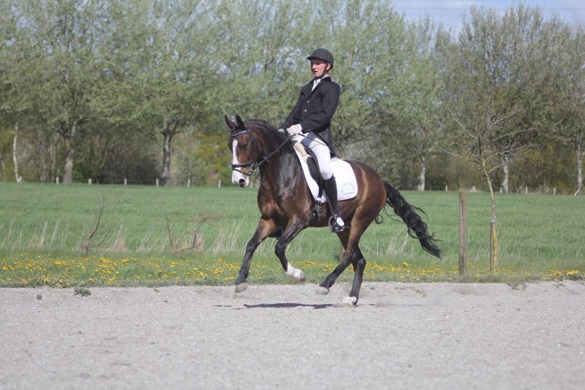 DSP Elmegaardens Don Juan billede 6