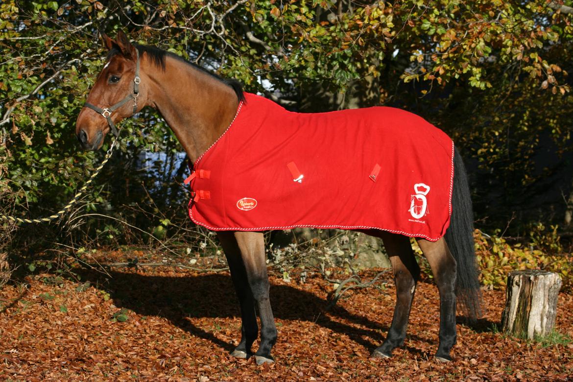 Dansk Varmblod Bøgegårdens Lands-River (Lancelot) - Vi gør lige lidt reklame for Stald Noir - også selvom man er Dansk Varmblod ;) Foto: Janie Sparrow billede 13